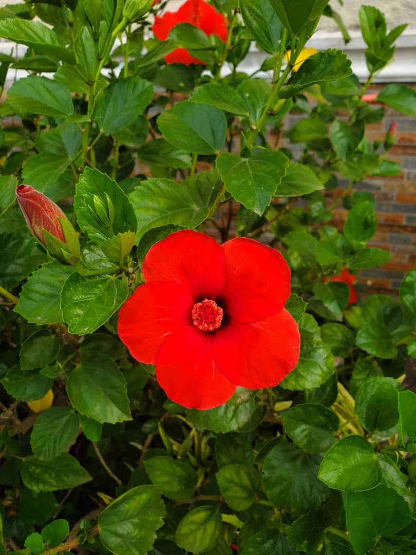 Nasturtium flowers